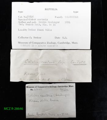 Media type: image;   Herpetology R-28646 Description: Specimen photo;  Aspect: label